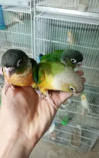 گرینچیک جوجه دستی