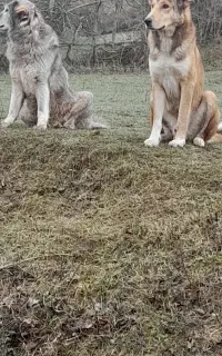 سگ گله