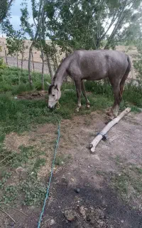 اسب
