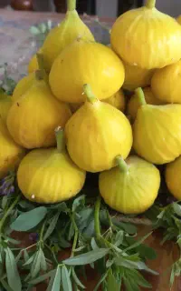 انجیر درشت و درجه یک