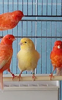قناریهای نر و‌ماده رنگی