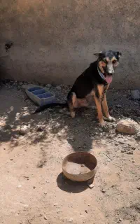 سگ ژرمن