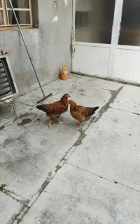 دو عدد مرغ باروک