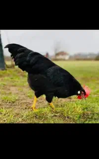 جوجه نیمچه مرندی