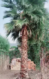 درخت پالم