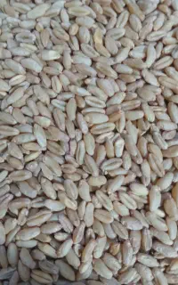 فروش گندم تیم ساورز