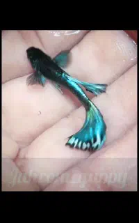 فروش ماهی گوپی در جهرم