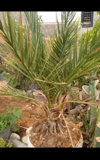 نخل خرمای بنسای