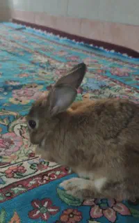 واگذاری خرگوش سالم و سرحال