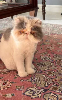 گربه پرشین اگزوتیک
