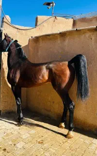 اسب نریان یکسر عرب