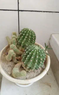 کاکتوس همراه گلدان