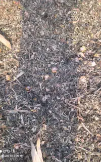 ذرت علوفه غرق آبی پردانه