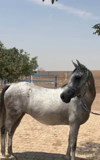 اسب خالص ایرانی