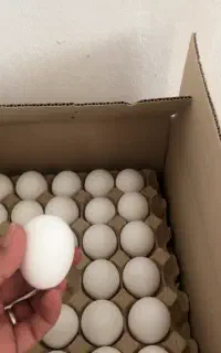 پخش تخم مرغ و زغال آرکا