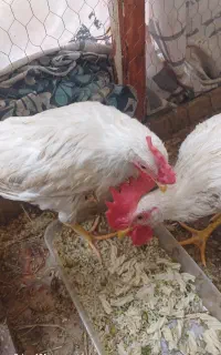 دو عدد خروس ۴ ماهه