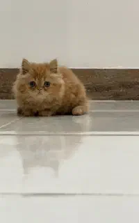 فروش بچه گربه پرشین زیبا