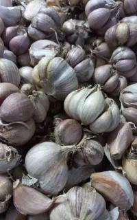 سیر شیرین و خوشمزه