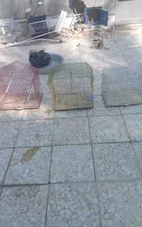 قفس پرنده