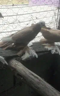 ۳عدد.ساری.قجله.