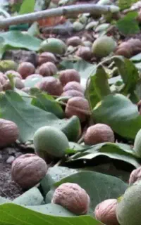 خدمات باغبانی