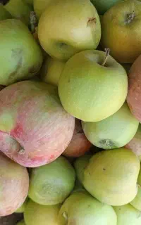 فروش سیب درجه 2