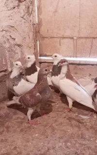 کفتر