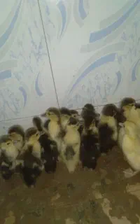 اردک اسراییلی
