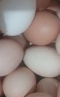 تخم مرغ محلی