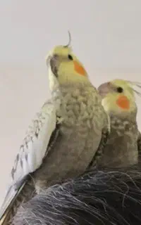 دوتا عروس هلندی گمشده