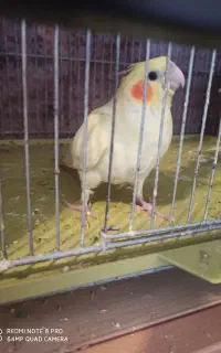 عروس هلندی