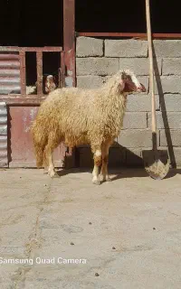بره قوچ