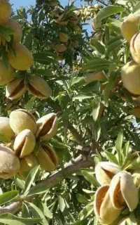 تولید ارقام نهال بادام شانه دار