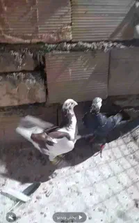 2 تا کفتر گرفتنی. خوشگل