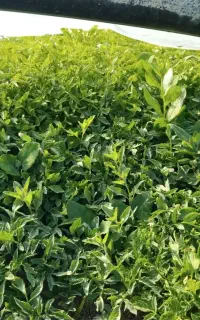 نشاع گوجه فرنگی قوطی فلات