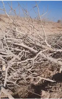 فروش چوب پسته