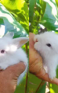 بچ خرگوش لوپ زیبا