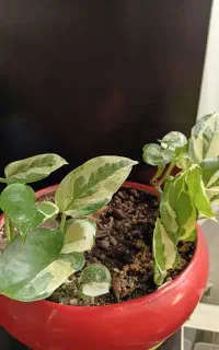 گل پتوس ارتشی سبز و سرحال.