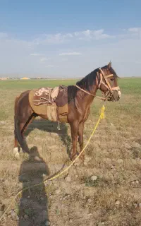 اسب یورقه