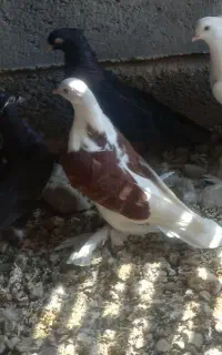 کفتر
