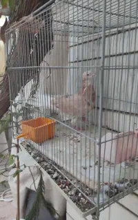کبوتر نر سرور زرد