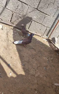 نرو ماده سرخ