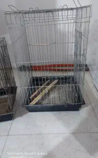 قفس عروس هلندی
