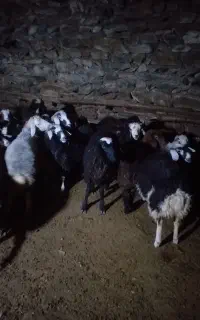 بره نرو ماده