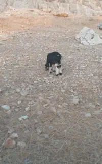 بره ماده