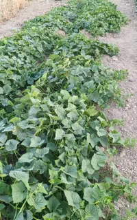 خیار ریز خیارشوری