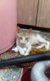 گربه