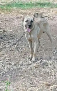 سگ سراب