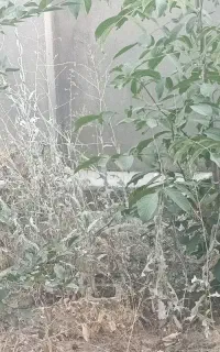 مشارکت در ساخت زمین