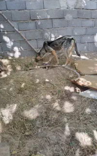 سگ ژرمن ورک